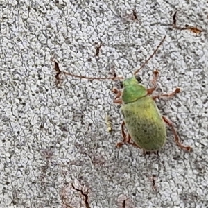 Edusella puberula at Gundary, NSW - 17 Nov 2024 02:29 PM