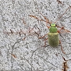 Edusella puberula at Gundary, NSW - 17 Nov 2024 02:29 PM