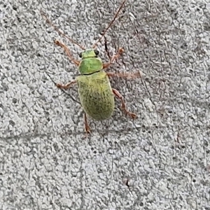 Edusella puberula at Gundary, NSW - 17 Nov 2024 02:29 PM