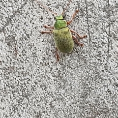 Edusella puberula at Gundary, NSW - 17 Nov 2024 02:29 PM