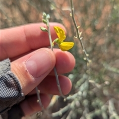 Crotalaria eremaea subsp. eremaea (Bluebush Pea, Loose-flowered Rattlepod) at Tibooburra, NSW - 16 Nov 2024 by Darcy