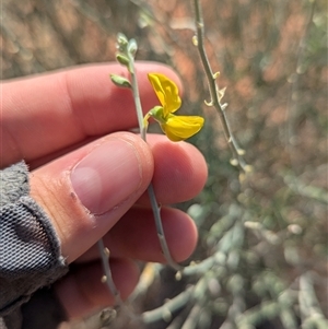 Crotalaria eremaea subsp. eremaea at Tibooburra, NSW - 17 Nov 2024