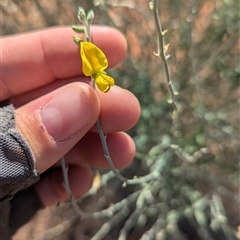 Crotalaria eremaea subsp. eremaea at Tibooburra, NSW - 17 Nov 2024