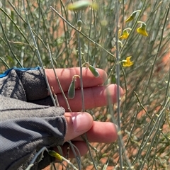 Crotalaria eremaea subsp. eremaea at Tibooburra, NSW - 17 Nov 2024 08:50 AM
