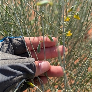 Crotalaria eremaea subsp. eremaea at Tibooburra, NSW - 17 Nov 2024