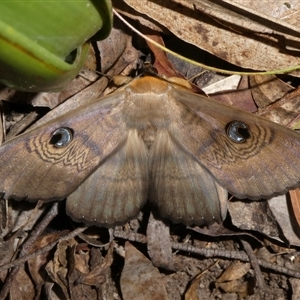 Dasypodia selenophora at Charleys Forest, NSW - 9 Nov 2024