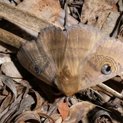 Dasypodia selenophora at Charleys Forest, NSW - 9 Nov 2024