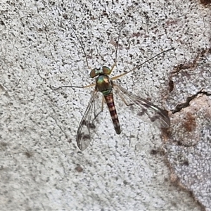 Dolichopodidae (family) (Unidentified Long-legged fly) at Gundary, NSW by trevorpreston