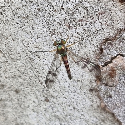 Unidentified True fly (Diptera) at Gundary, NSW - 17 Nov 2024 by trevorpreston