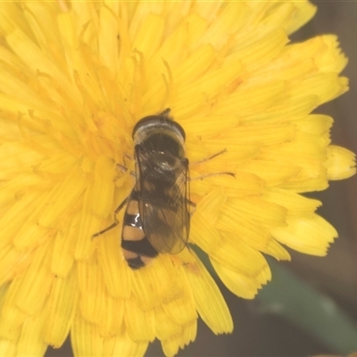 Melangyna viridiceps (Hover fly) at Bungonia, NSW - 17 Nov 2024 by AlisonMilton