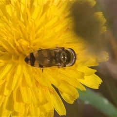 Melangyna viridiceps at Bungonia, NSW - 17 Nov 2024