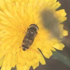 Melangyna viridiceps at Bungonia, NSW - 17 Nov 2024