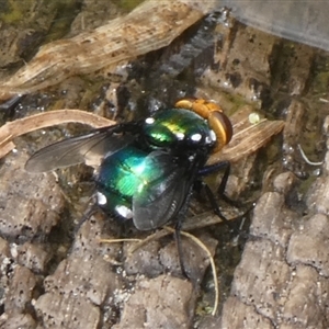 Amenia sp. (genus) at Charleys Forest, NSW - suppressed