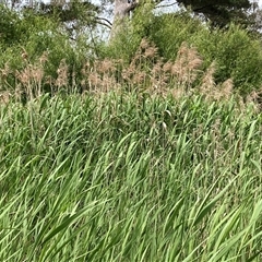 Typha sp. (Cumbungi) at Bungonia, NSW - 16 Nov 2024 by Jenny54