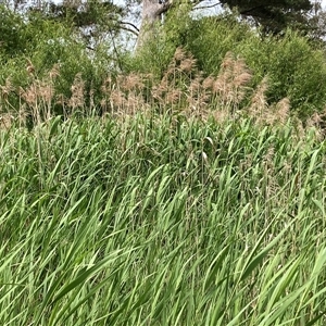 Typha sp. at Bungonia, NSW - 17 Nov 2024 10:29 AM