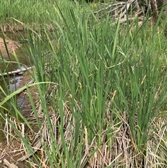 Typha sp. at Bungonia, NSW - 17 Nov 2024