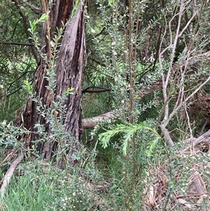 Leptospermum myrtifolium at Bungonia, NSW - 17 Nov 2024