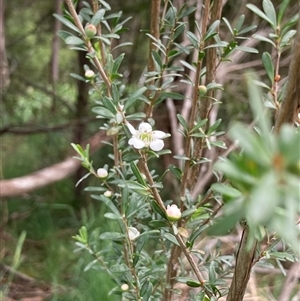 Leptospermum myrtifolium at Bungonia, NSW - 17 Nov 2024