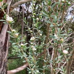 Leptospermum myrtifolium at Bungonia, NSW - 17 Nov 2024