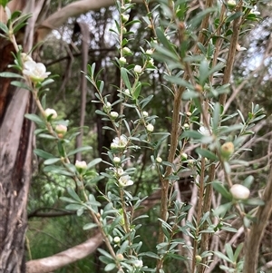 Leptospermum myrtifolium at Bungonia, NSW - 17 Nov 2024 10:53 AM