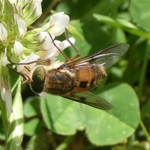 Copidapha maculiventris at Charleys Forest, NSW - suppressed