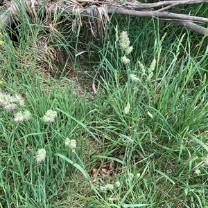 Dactylis glomerata at Bungonia, NSW - 17 Nov 2024 10:53 AM