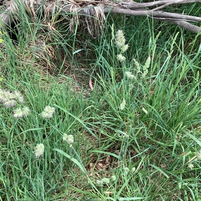 Dactylis glomerata (Cocksfoot) at Bungonia, NSW - 17 Nov 2024 by Jenny54
