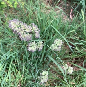 Dactylis glomerata at Bungonia, NSW - 17 Nov 2024 10:53 AM