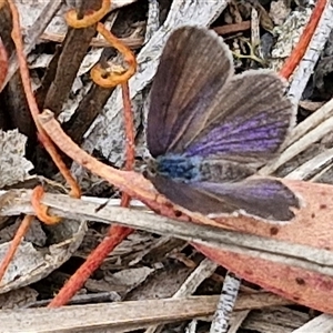 Erina acasta (Blotched Dusky-blue) at Gundary, NSW by trevorpreston