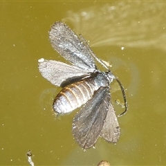 Calamidia hirta at Charleys Forest, NSW - 8 Nov 2024 by arjay