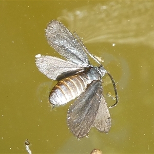 Zygaenidae (family) at Charleys Forest, NSW - 9 Nov 2024