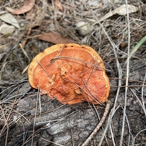 Trametes coccinea at Bungonia, NSW - 17 Nov 2024