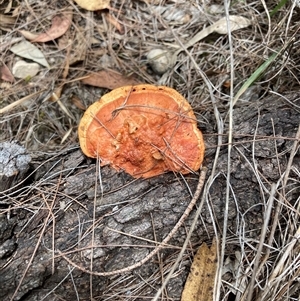 Trametes coccinea at Bungonia, NSW - 17 Nov 2024 11:50 AM