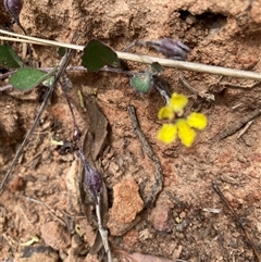 Goodenia hederacea (Ivy Goodenia) at Bungonia, NSW - 17 Nov 2024 by Jenny54