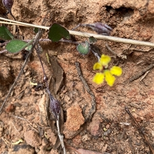 Goodenia hederacea at Bungonia, NSW - 17 Nov 2024 12:17 PM