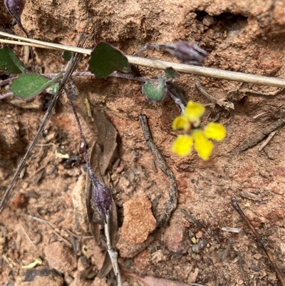 Goodenia hederacea (Ivy Goodenia) at Bungonia, NSW - 17 Nov 2024 by Jenny54