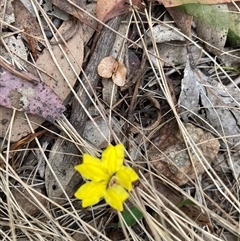 Goodenia hederacea at Bungonia, NSW - 17 Nov 2024 12:17 PM