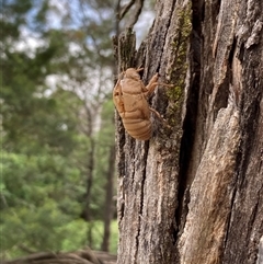 Cicadidae (family) (Unidentified cicada) at Bungonia, NSW - 17 Nov 2024 by Jenny54