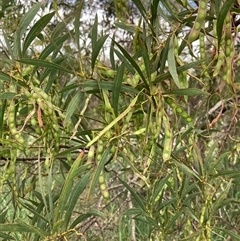 Acacia rubida (Red-stemmed Wattle, Red-leaved Wattle) at Bungonia, NSW - 16 Nov 2024 by Jenny54