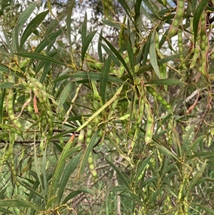 Acacia rubida at Bungonia, NSW - 17 Nov 2024 10:50 AM