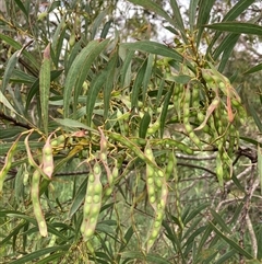 Acacia rubida at Bungonia, NSW - 17 Nov 2024