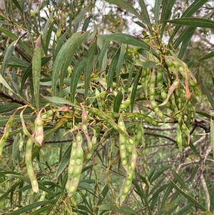 Acacia rubida at Bungonia, NSW - 17 Nov 2024 10:50 AM