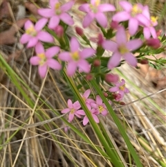 Centaurium erythraea (Common Centaury) at Bungonia, NSW - 17 Nov 2024 by Jenny54