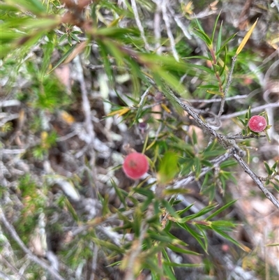 Lissanthe strigosa subsp. subulata (Peach Heath) at Bungonia, NSW - 17 Nov 2024 by Jenny54