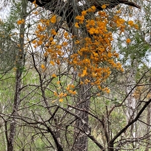 Jacksonia scoparia at Bungonia, NSW - 17 Nov 2024