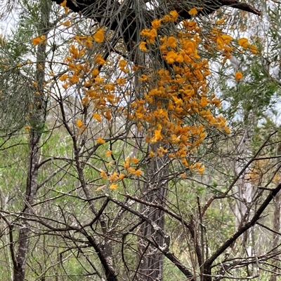 Jacksonia scoparia (Dogwood) at Bungonia, NSW - 17 Nov 2024 by Jenny54