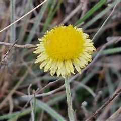 Coronidium scorpioides (Button Everlasting) at Gundary, NSW - 17 Nov 2024 by trevorpreston