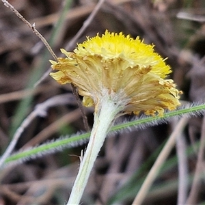 Coronidium scorpioides at Gundary, NSW - 17 Nov 2024