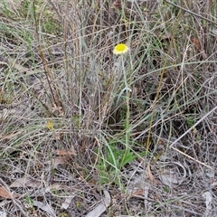 Coronidium scorpioides at Gundary, NSW - 17 Nov 2024