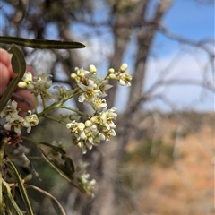 Atalaya hemiglauca (Whitewood) at Tibooburra, NSW - 17 Nov 2024 by Darcy